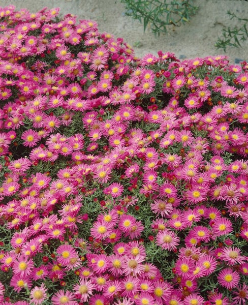 Aster dumosus 'Alice Haslam', Kissen-Aster, rosa, ca. 9x9 cm Topf