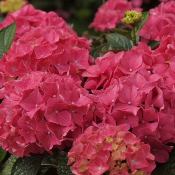 Nahaufnahme von rosa Hortensienblüten