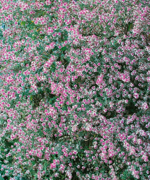 Aster lateriflorus horiz.'Lady in Black', Herbstaster, ca. 11x11 cm Topf