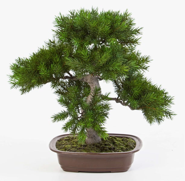 Bonsai-Baum Wacholder mit grünem Nadelkleid in einer braunen Schale.