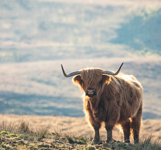 Hochlandrind auf einer Wiese
