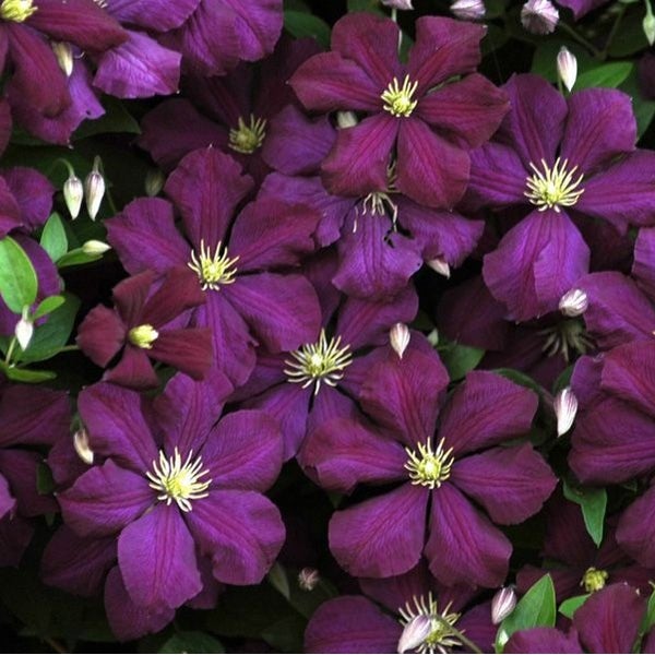Nahaufnahme von violetten Waldrebenblüten