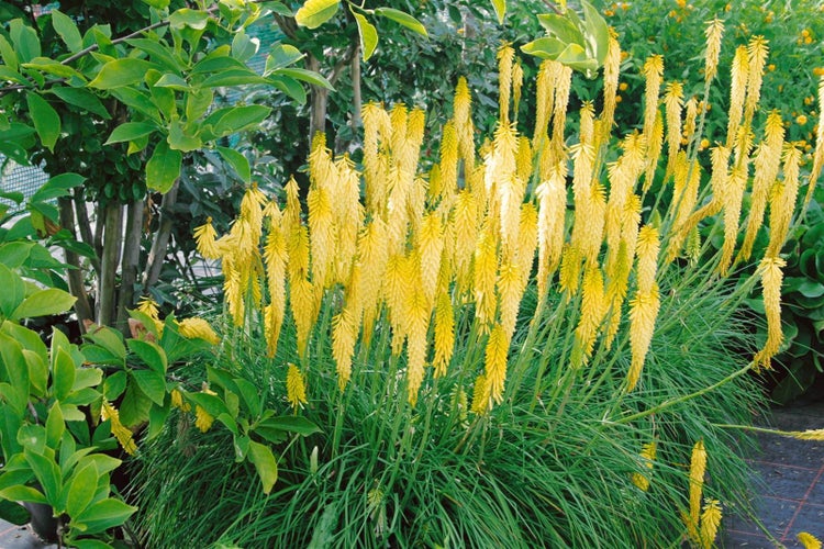 Kniphofia uvaria 'Little Maid', Fackellilie, cremeweiß, ca. 11x11 cm Topf