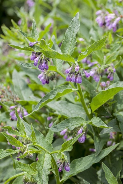 Beinwellpflanze mit grünen Blättern und violetten Blüten