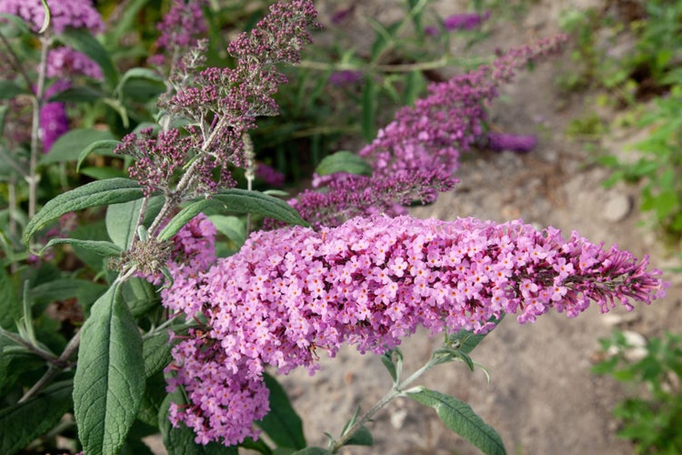 Buddleja davidii 'Nike', Schmetterlingsflieder, 60–80 cm, violett