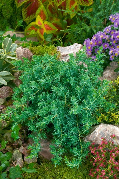 Wacholderpflanze im Gartenbeet mit Steinen und anderen Pflanzen.