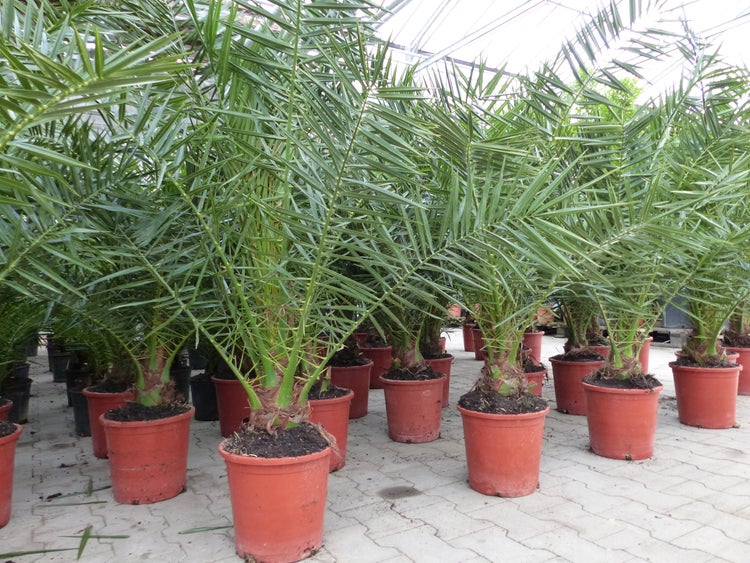 4 Stück Palme 90-120 cm, Phoenix canariensis, kanarische Dattelpalme, kräftige Palmen, keine Jungpflanzen