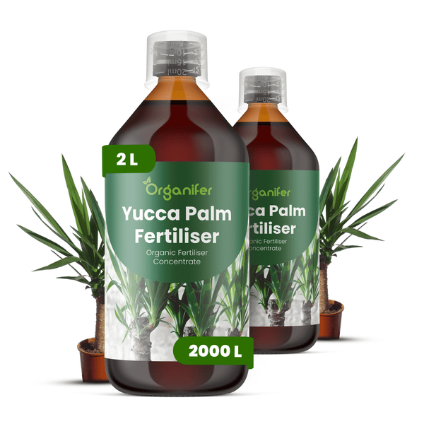 Zwei Flaschen Organifer Yucca-Palmen-Dünger, organisches Flüssigdünger-Konzentrat, zwei Liter, Organifer Logo.