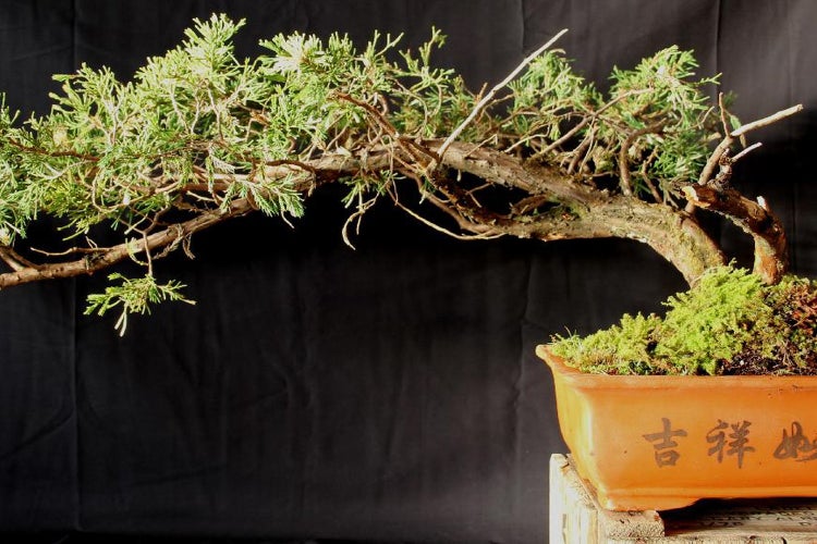 SAFLAX Geschenk Set - Libanon Zeder - Cedrus libani - 20 Samen - Mit Geschenkbox, Versandaufkleber, Geschenkkarte und Anzuchtsubstrat