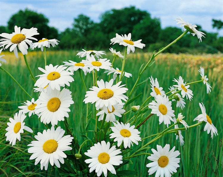 Leucanthemum x superbum 'Becky', Margerite, weiß, ca. 9x9 cm Topf