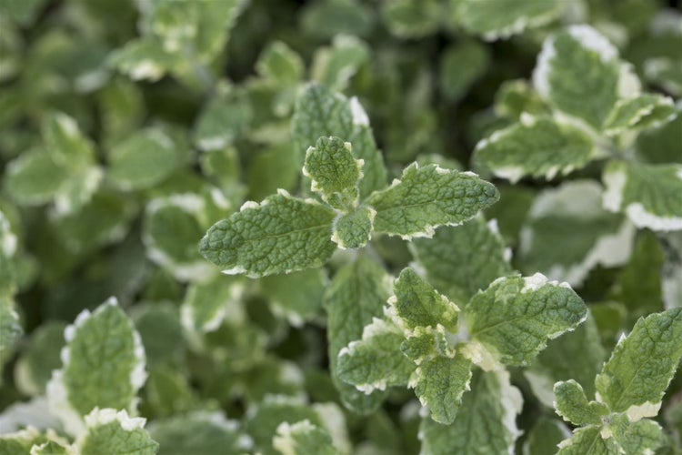 Mentha suaveolens, Apfelminze, aromatisch, ca. 9x9 cm Topf