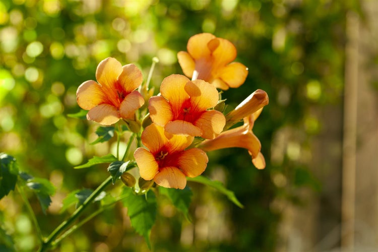 Campsis radicans 'Indian Summer', Trompetenblume, orange, 60–100 cm