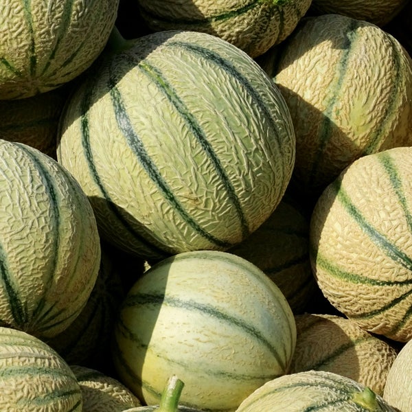 Nahaufnahme mehrerer Cantaloupe-Melonen mit genetzter Schale und dunklen Streifen.