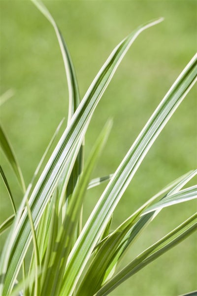 Carex caryophyllea 'The Beatles', Segge, ca. 9x9 cm Topf