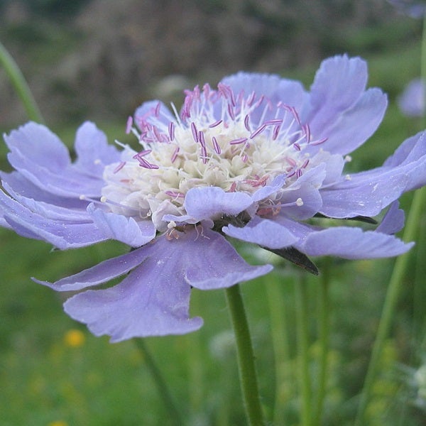 Nahaufnahme einer Wiesenknopf-Skabiose