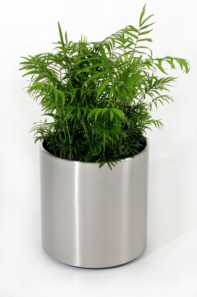 Grüne Bergpalme in einem zylindrischen Übertopf aus silbernem Edelstahl.