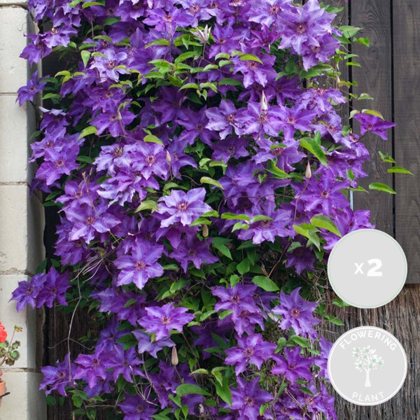 2x Clematis The President – Purpurwaldranke – Kletterpflanze – ⌀15 cm – ↕60-70 cm