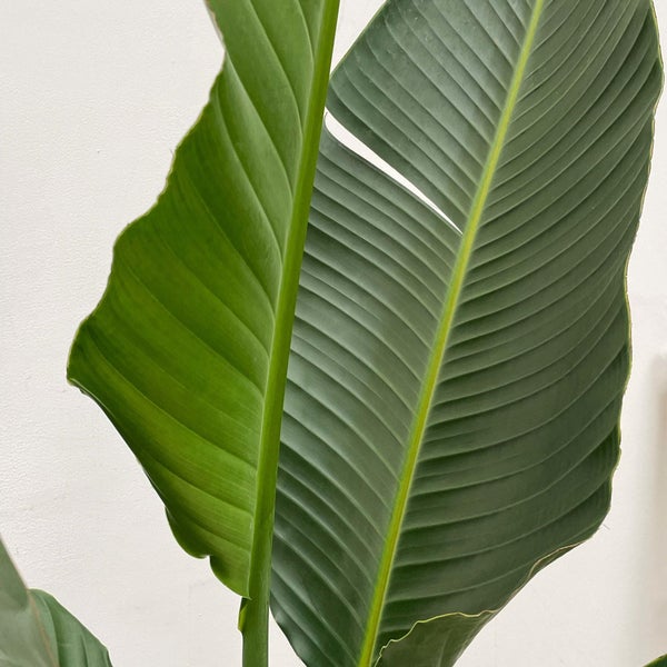 Strelitzia Augusta Mehrstamm XXL - 250 cm - ø30-40