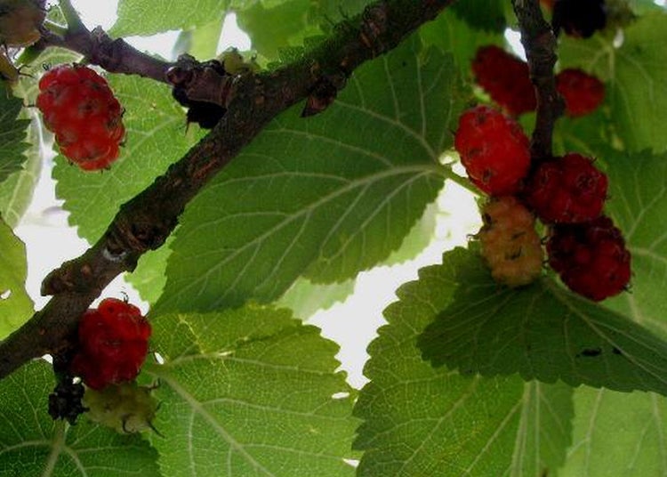 SAFLAX Garden to go - Schwarzer Maulbeerbaum - Morus nigra - 200 Samen - Mit Topf, Klima - Deckel und Anzuchtsubstrat