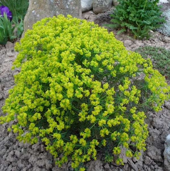 Wolfsmilch im Gartenbeet