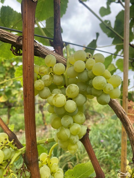 Eine Traube heller Weintrauben wächst an einer Weinrebe im Weinberg.