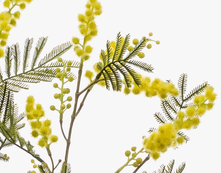 Künstlicher Mimosenzweig mit gefiederten Blättern und gelben runden Blüten.