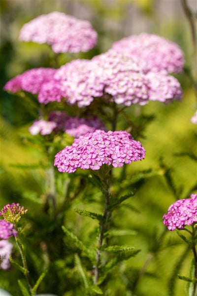 Nahaufnahme von Schafgarbe mit Blütendolden im Garten.