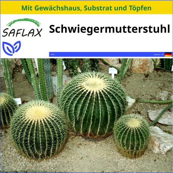 SAFLAX Anzucht Set - Schwiegermutterstuhl - Echinocactus grusonii - 40 Samen - Mit Mini-Gewächshaus, Anzuchtsubstrat und 2 Töpfen