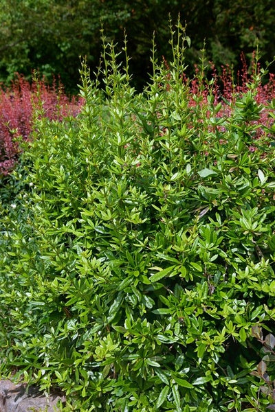 Berberis julianae, Immergrüne Berberitze, 25–30 cm