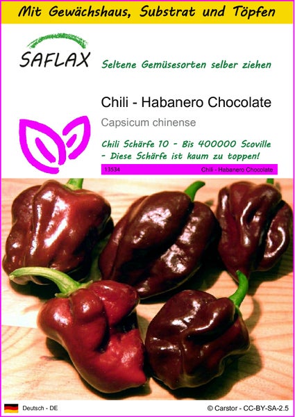 SAFLAX Anzucht Set - Chili - Habanero Chocolate - Capsicum chinense - 10 Samen - Mit Mini-Gewächshaus, Anzuchtsubstrat und 2 Töpfen