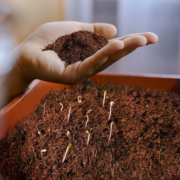 Anzuchtsbeutel mit Erde und Keimlingen