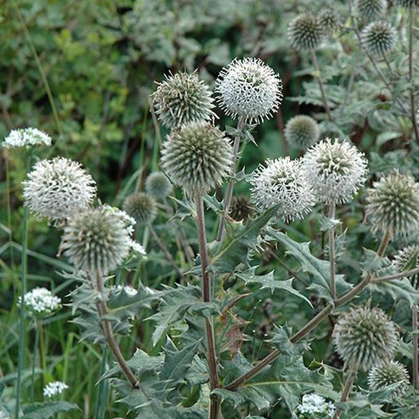 Nahaufnahme von Kugeldistelblüten mit stacheligen Blättern