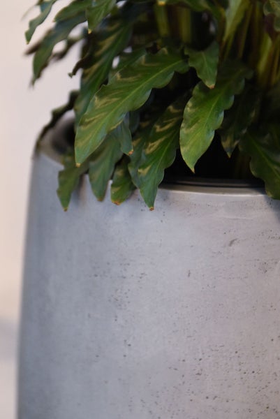 Grüne Zimmerpflanze mit gewellten Blättern in einem runden Übertopf aus grauem Beton.