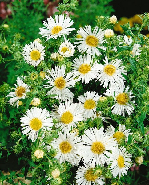 Aster novae-angliae, weiß, ca. 9x9 cm Topf
