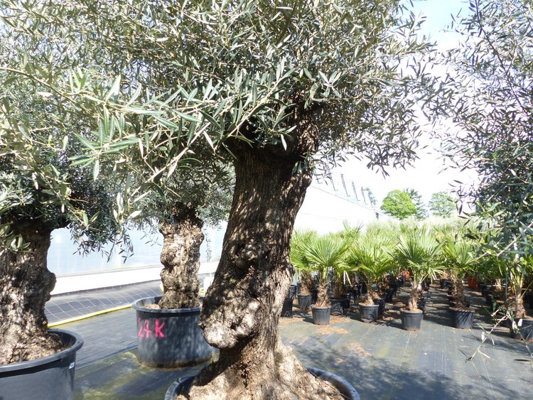 Olivenbaum Olea europaea mit dickem, knorrigen Stamm im schwarzen Topf, umgeben von weiteren Olivenbäumen und Palmen in einer Baumschule.