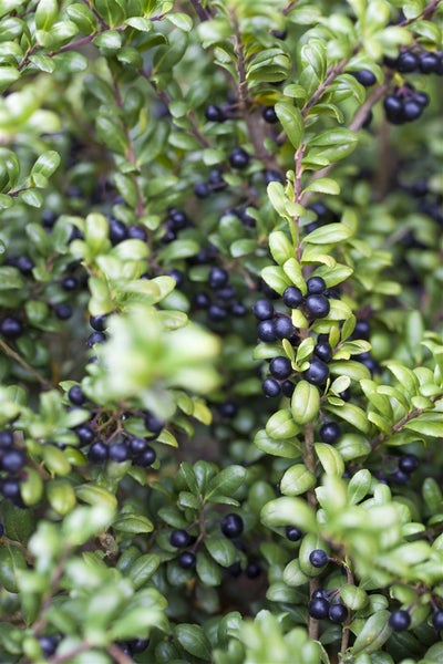 Ilex crenata 'Convexa', Japanische Stechpalme, immergrün, 20–25 cm