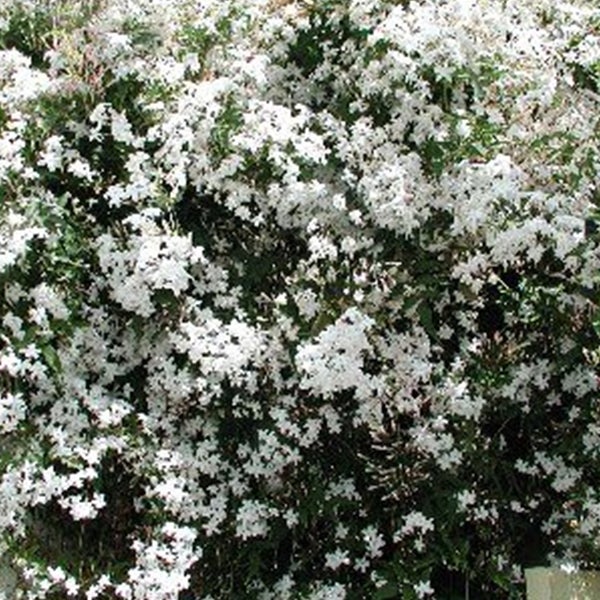 Blühender Jasminstrauch im Garten