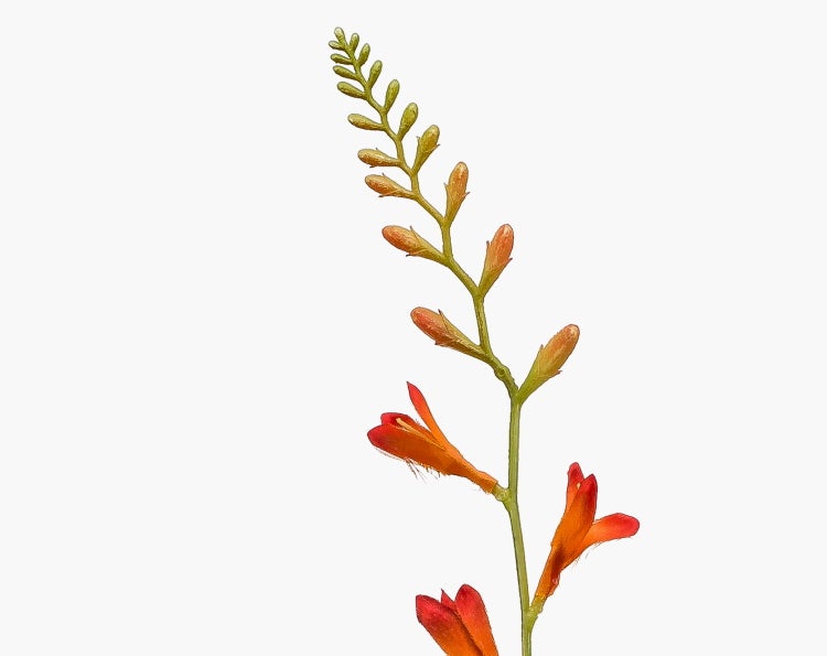 Blütenstiel einer Crocosmia mit orangefarbenen Blüten und Knospen.