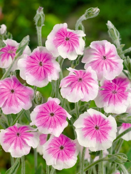 Nahaufnahme von rosa-weissen Glandularia-Blüten