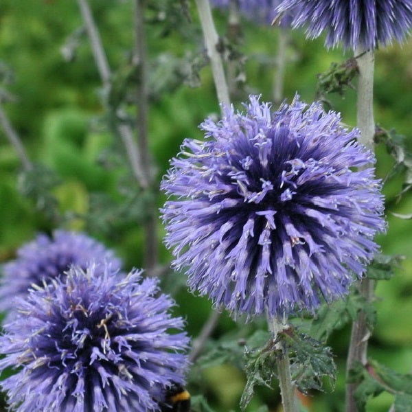 Kugeldistel im Garten