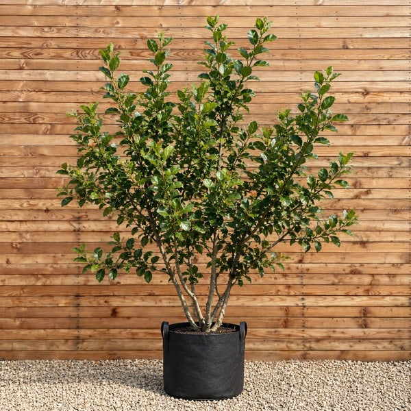 Ilex aquifolium Stechpalme als Strauch im praktischen Pflanzsack vor einer Holzwand