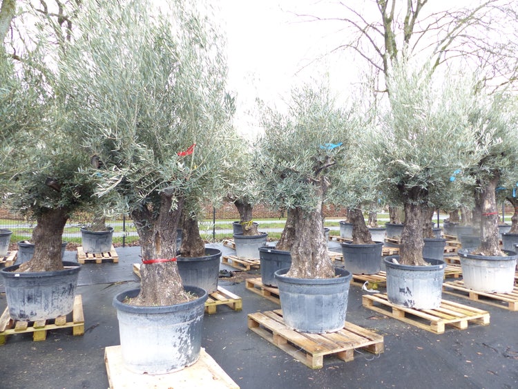 Olivenbaum 100 Jahre, 200 - 250 cm, Stamm 80-100 cm, knorrig urig Olive, winterhart