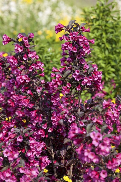 Weigela florida 'Victoria', Weigelie, dunkelrosa, 15–20 cm
