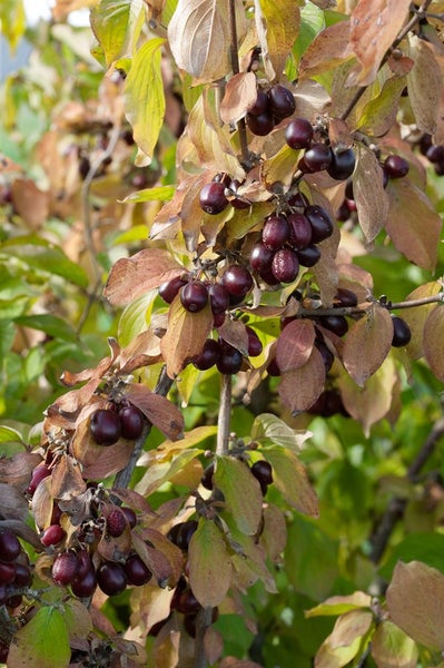Cornus mas, Kornelkirsche, gelbe Blüten, 60–100 cm