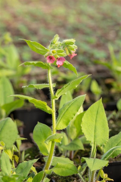 Pulmonaria rubra 'Redstart', Lungenkraut, rotblühend, ca. 9x9 cm Topf