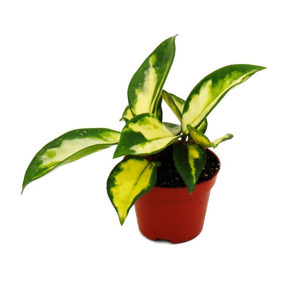 Mini-Pflanze Hoya carnosa tricolor Porzellanblume Ideal für kleine Schalen und Gläser Baby-Plant im 5,5cm Topf