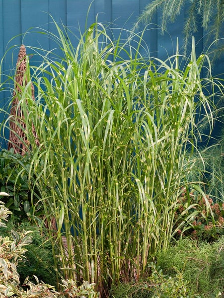 Miscanthus sinensis 'Giraffe', Chinaschilf, auffällig gestreift, 3-5 L Container