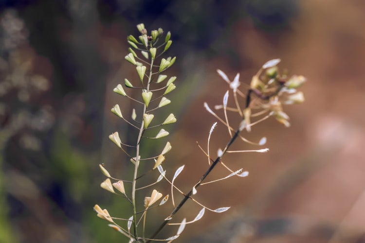SAFLAX  - Hirtentäschel - Capsella bursa-pastoris - 1000 Samen