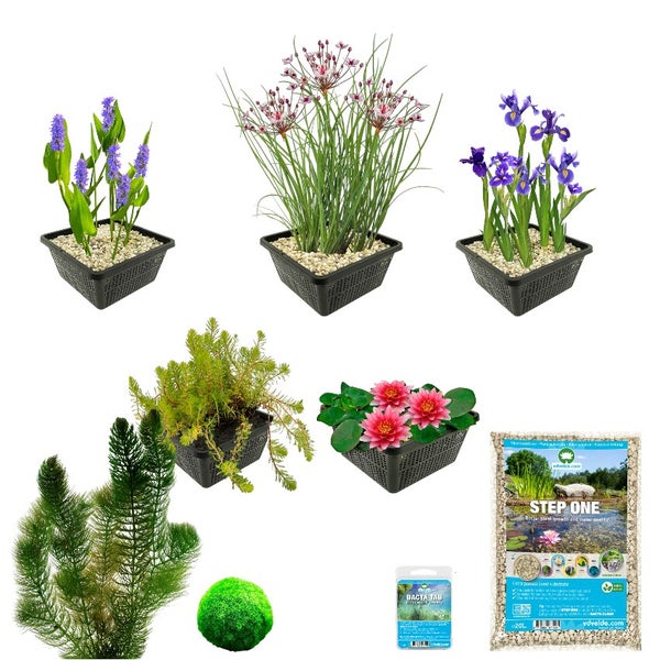 Teichpflanzen-Set: Hechtkraut, Schwanenblume, Iris, Tausendblatt, Seerose, Hornkraut, Moosball, Teichsubstrat und Tabletten für die Wasserqualität.