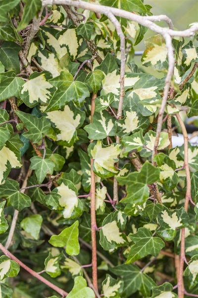 Hedera helix 'Goldheart', Efeu, gelb-grün, 100–150 cm